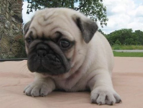 cuccioli mini pug di razza