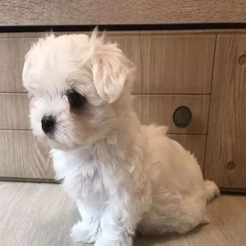 simpatico cucciolo maltese per regalo