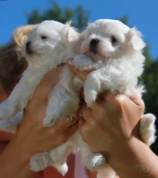  delicatamente e adorabili cuccioli di maltese femminucce e maschietti disponibil,,,, | Foto 0