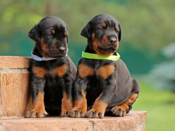 regalo adorabili cuccioli di dobermann femminucce e maschietti disponibili per l'adozione gratuita 