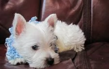 adorabili cuccioli west highland terrier bianco femminucce e maschietti disponibili
