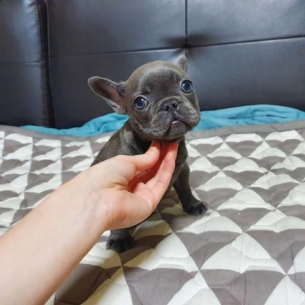 vendita bouledogue francese | Foto 0