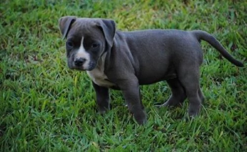 pitbull blue nose cucciola 2 mesi con pedigree
