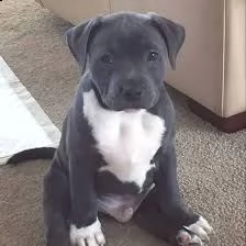 cuccioli pitbull alta genealogia | Foto 2