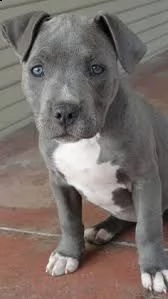cuccioli pitbull alta genealogia | Foto 1