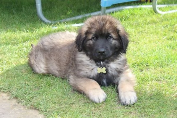 cuccioli di leonberger