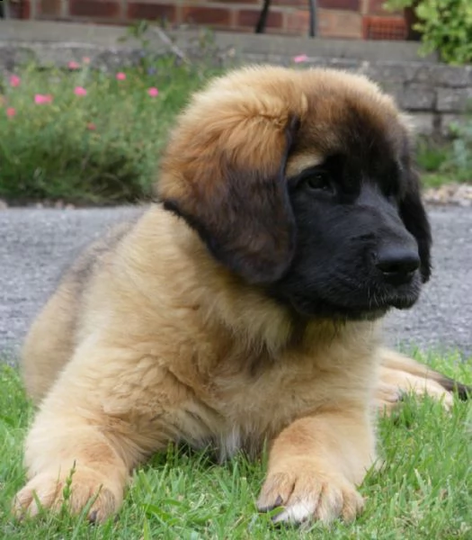 cuccioli di leonberger | Foto 0