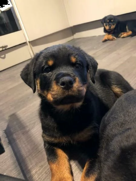 rottweiler cuccioli con pedigree