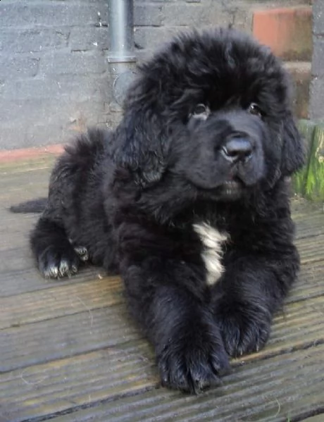 cuccioli di terranova disponibili