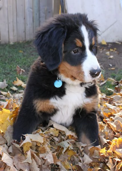splendidi e maestosi cuccioli bovaro del bernese