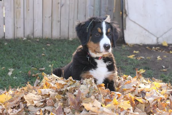 splendidi e maestosi cuccioli bovaro del bernese | Foto 0