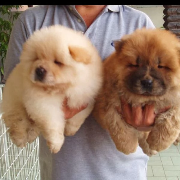 cucciolo di chow chow maschio e femmina