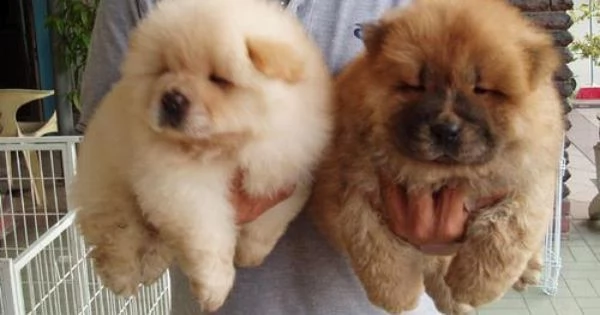 cucciolo di chow chow maschio e femmina | Foto 0