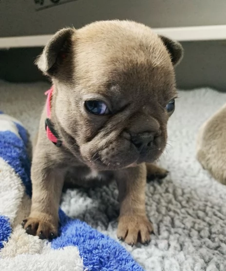regalo bull dog cuccioli con pedigree | Foto 0