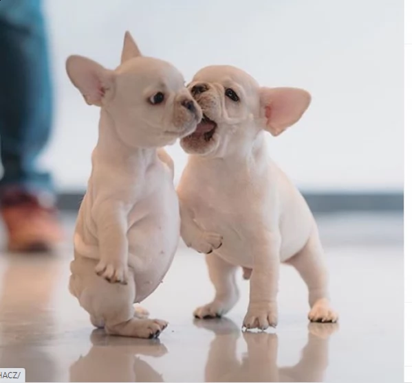 regalo bull dog cuccioli con pedigree