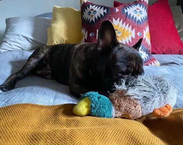 regalo cuccioli di bull dog !!! | Foto 0