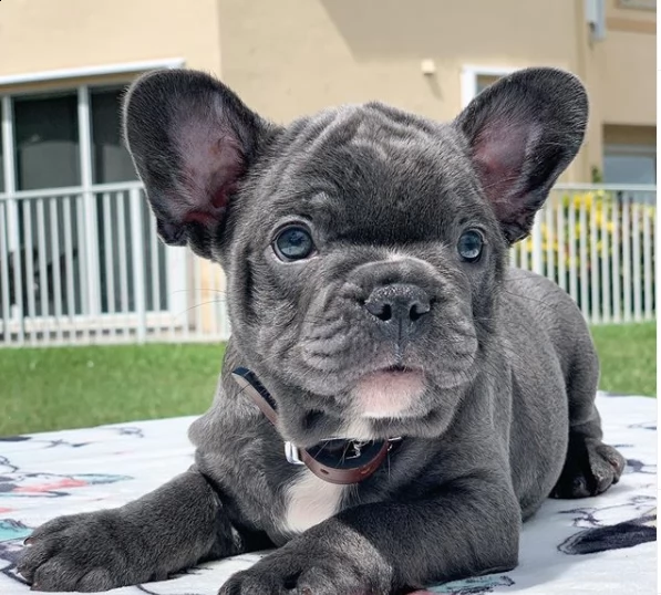 cucciolo di bull dog per regalo | Foto 0