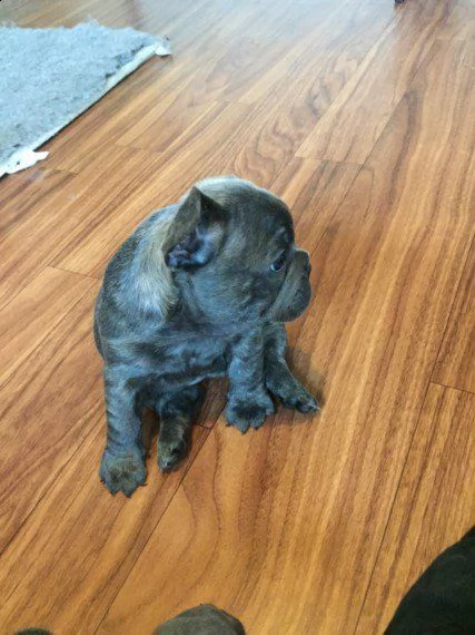 cucciolotti di bouledogue francese, 90 giorni