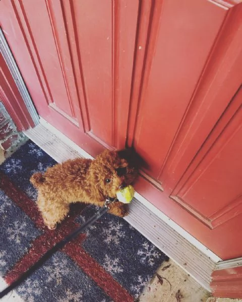 vendita barboncino  | Foto 0