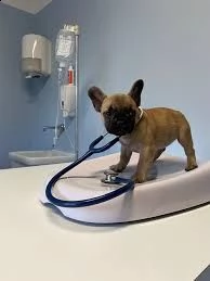 regalo cuccioli di bulldog francese