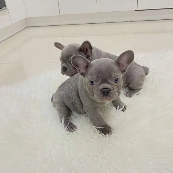 regalo di fantastici cuccioli bulldog francese