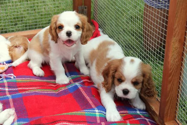 vendita cavalier king [at] vendita cavalier king