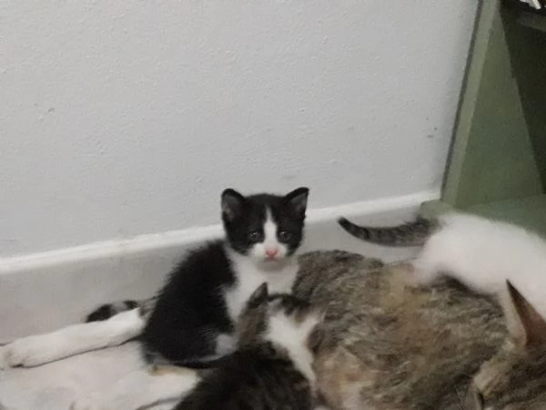 Regalo gattini vari colori  | Foto 1