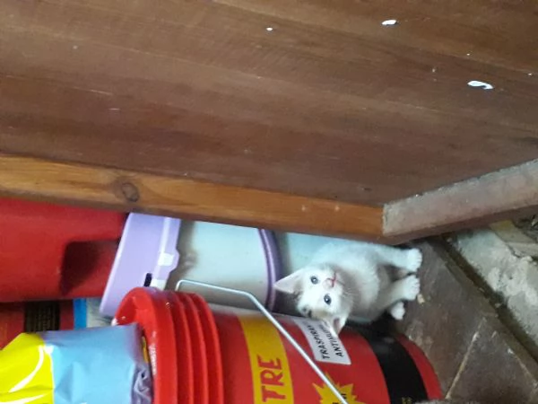 Regalo gattini vari colori  | Foto 0