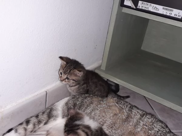 Regalo gattini vari colori 