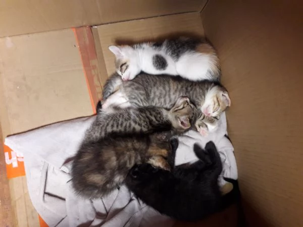 Regalo gattini nati 2 agosto  | Foto 3