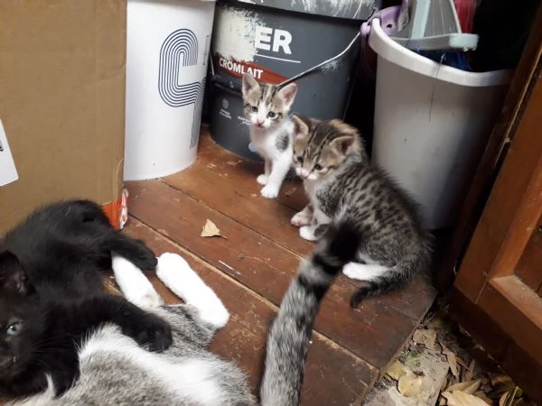 Regalo gattini nati 2 agosto  | Foto 2
