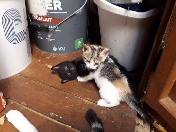 Regalo gattini nati 2 agosto 