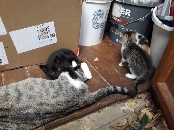Regalo gattini nati 2 agosto  | Foto 1
