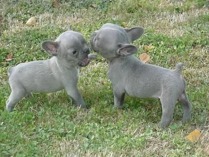 bouledogue francese, 90 giorni | Foto 0