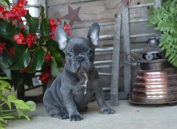 splendidi cuccioli di bulldog francese | Foto 2