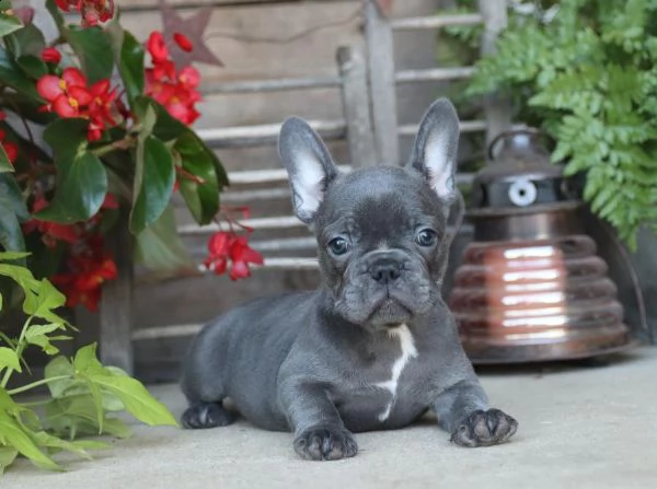 splendidi cuccioli di bulldog francese | Foto 1