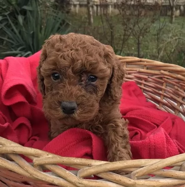  splendidi cuccoli barboncino toy  | Foto 1