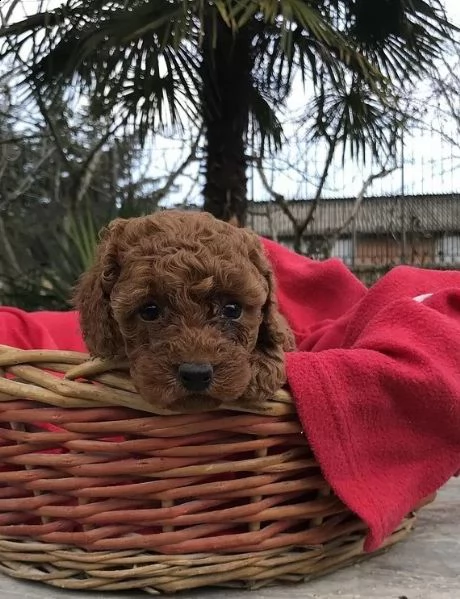  splendidi cuccoli barboncino toy  | Foto 0