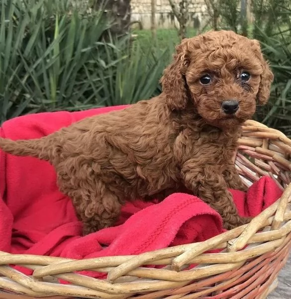  splendidi cuccoli barboncino toy 