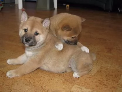 2!!!! shiba inu cuccioli bianco arancio originali