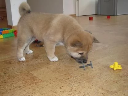 2!!!! shiba inu cuccioli bianco arancio originali | Foto 0