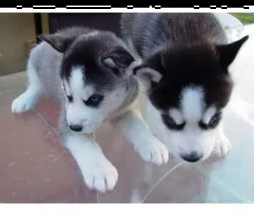 siberian husky occhi color ghiaccio stupendi