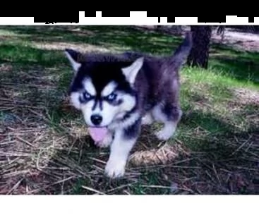 siberian husky occhi color ghiaccio stupendi | Foto 0