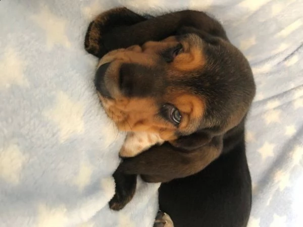 regalo cuccioli basset hound