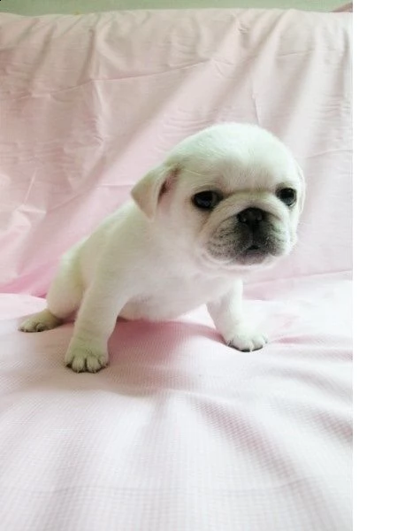 bellissimi cuccioli di carlino con documenti