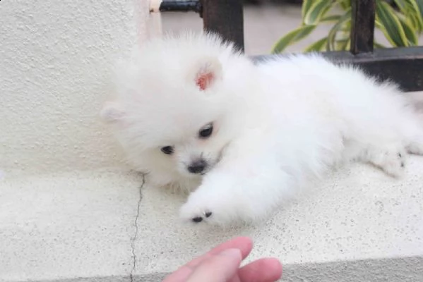 cucciolo pomeranian per adozione gratuita