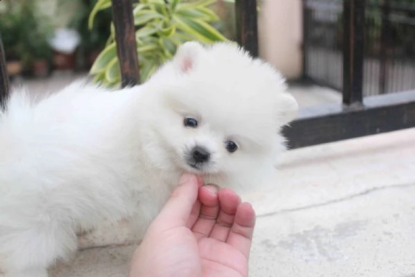 cucciolo pomeranian per adozione gratuita | Foto 0