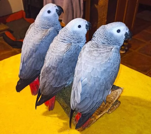 simpatici pappagalli grigi fatti a mano