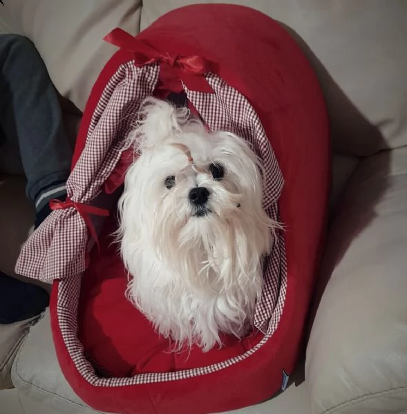splendido cucciolo maltese pedigree enci  | Foto 2