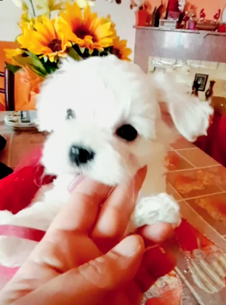 splendido cucciolo maltese pedigree enci 